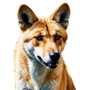 Realistic Dingo Art Png Pqd PNG Image