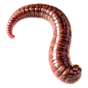 Realistic Earthworm Png Uks PNG Image