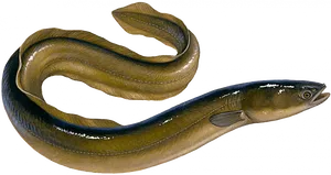 Realistic Eel Illustration PNG Image