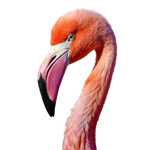 Realistic Flamingo Illustration Png Fyq7 PNG Image