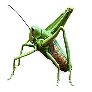 Realistic Grasshopper Png 87 PNG Image