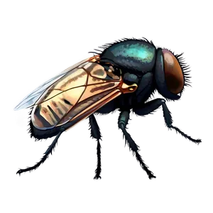 Realistic Housefly Png Kpu PNG Image