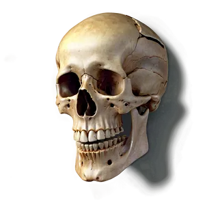 Realistic Human Skeleton Graphic Png 97 PNG Image