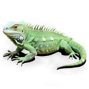 Realistic Iguana Drawing Png 52 PNG Image