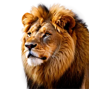 Realistic Lion Features Png 06122024 PNG Image