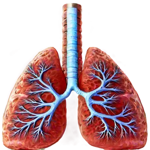 Realistic Lung Anatomy Png 06112024 PNG Image