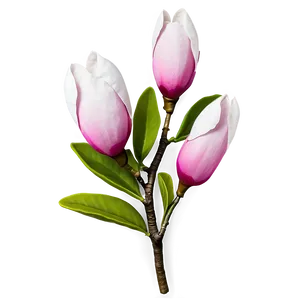 Realistic Magnolia Flower Image Png 06252024 PNG Image