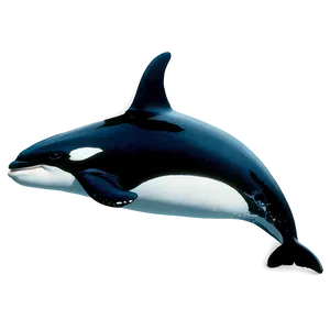 Realistic Orca Whale Drawing Png Buf15 PNG Image