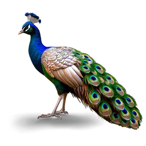 Realistic Peacock Bird Png Ick PNG Image