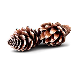 Realistic Pinecone Illustration Png Tmh33 PNG Image