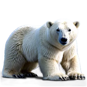 Realistic Polar Bear Png Omu PNG Image