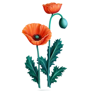 Realistic Poppy Drawing Png 06112024 PNG Image