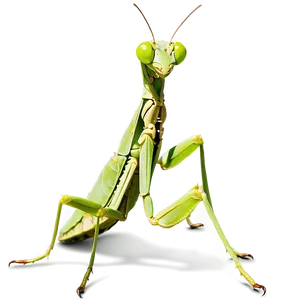 Realistic Praying Mantis Png Edr73 PNG Image