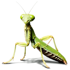 Realistic Praying Mantis Png Sfg91 PNG Image