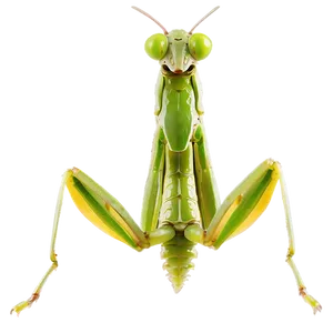 Realistic Praying Mantis Png Ulu41 PNG Image