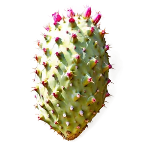 Realistic Prickly Pear Png 06282024 PNG Image