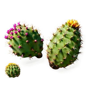 Realistic Prickly Pear Png 06282024 PNG Image