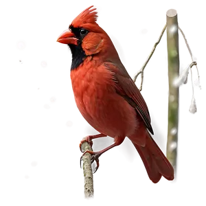 Realistic Red Cardinal Bird Png Tto PNG Image