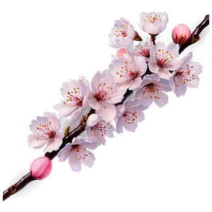 Realistic Sakura Blossom Png Wlo PNG Image