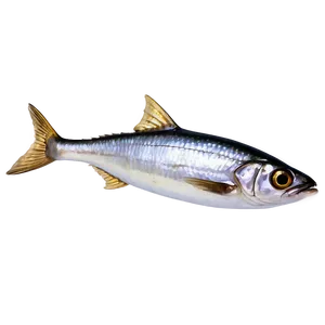 Realistic Sardine Png Lyj PNG Image