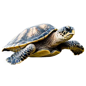 Realistic Sea Turtle Drawing Png 50 PNG Image