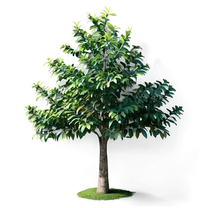 Realistic Small Tree Png 06132024 PNG Image