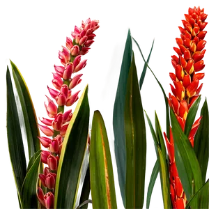 Realistic Snake Plant Png 35 PNG Image