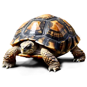 Realistic Tortoise Illustration Png Ewf PNG Image