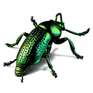 Realistic Weevil Insect Png 06292024 PNG Image