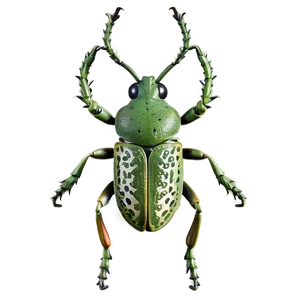 Realistic Weevil Insect Png Jqo28 PNG Image