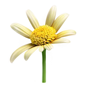 Realistic Yellow Daisy Png Koc54 PNG Image