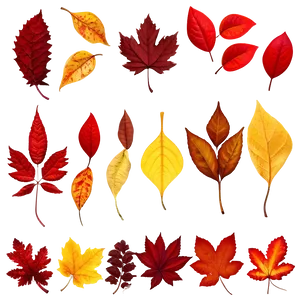 Red And Yellow Fallen Leaves Png 06292024 PNG Image