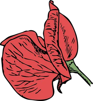 Red Anthurium Vector Illustration PNG Image