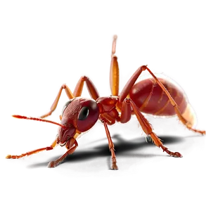 Red Ants Png 54 PNG Image