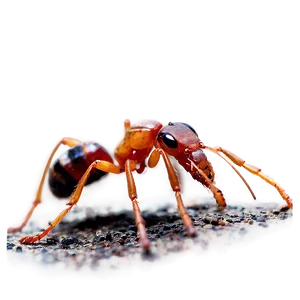 Red Ants Png Rdk PNG Image