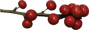 Red Berrieson Branch PNG Image