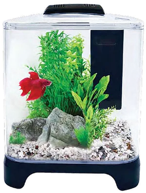 Red Betta Fishin Aquarium PNG Image