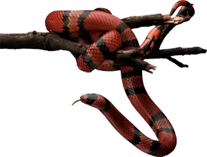 Red Black Snake On Branch.jpg PNG Image