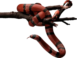 Red Black Snakeon Branch.jpg PNG Image