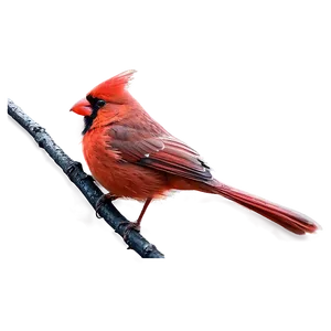 Red Cardinal Art Png 50 PNG Image