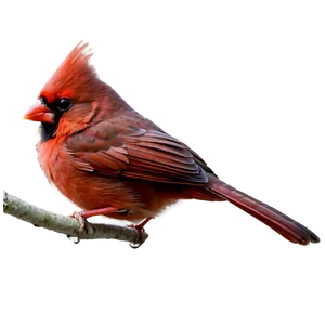 Red Cardinal Bird Png 81 PNG Image