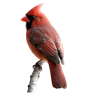 Red Cardinal Bird Png Ecj55 PNG Image