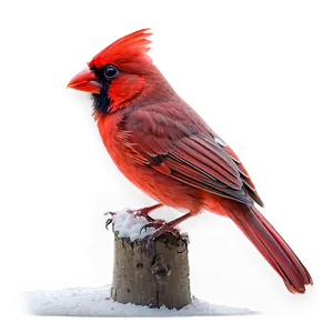 Red Cardinal Bird Png Kkl PNG Image