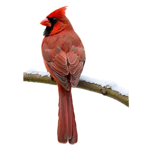 Red Cardinal On Branch Png 06292024 PNG Image