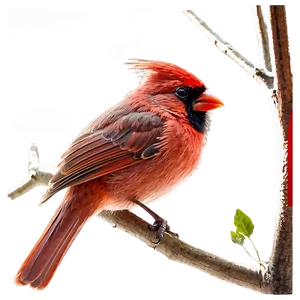 Red Cardinal On Branch Png 06292024 PNG Image