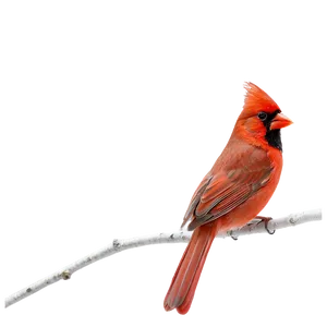 Red Cardinal On Branch Png Veu PNG Image