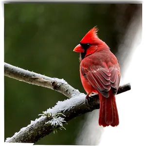 Red Cardinal Profile Png 35 PNG Image