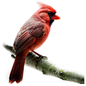 Red Cardinal Profile Png Vnj PNG Image