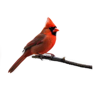 Red Cardinal Profile Png Whn75 PNG Image