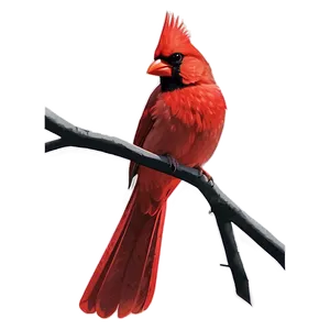 Red Cardinal Silhouette Png Oqo47 PNG Image